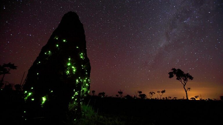 Bioluminescência: o incrível e raríssimo fenômeno que só acontece em Goiás