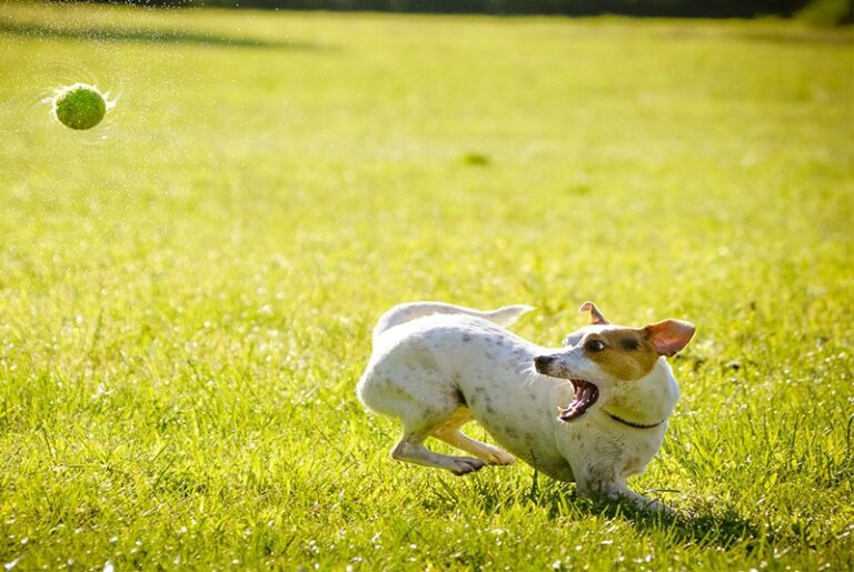 Conheça o espaço exclusivo para cachorros no Parque da Cidade em Brasília