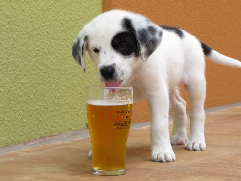 Cervejaria Santuário lança em Brasília cerveja própria para cachorro