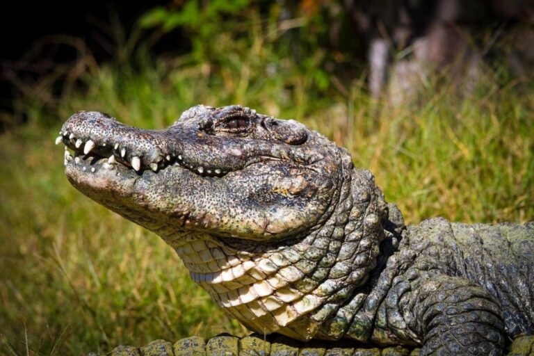 Jacaré é flagrado nadando no Lago Paranoá em Brasília