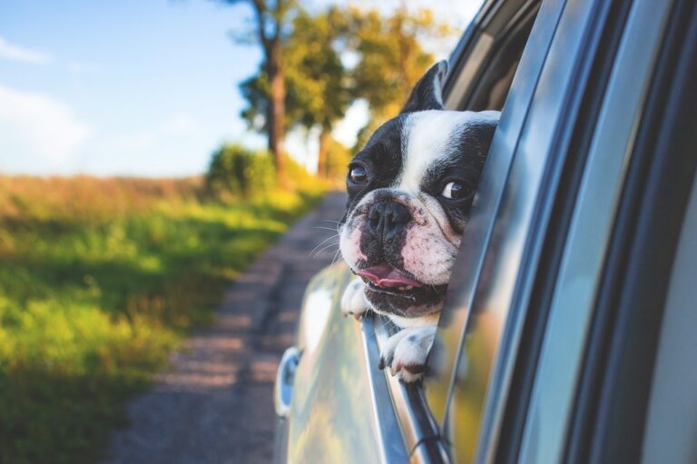 9 dicas para quem pretende viajar com o pet