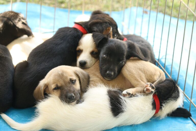 Feira de adoção de animais em Brasília busca encontrar novo lar para cães e gatos