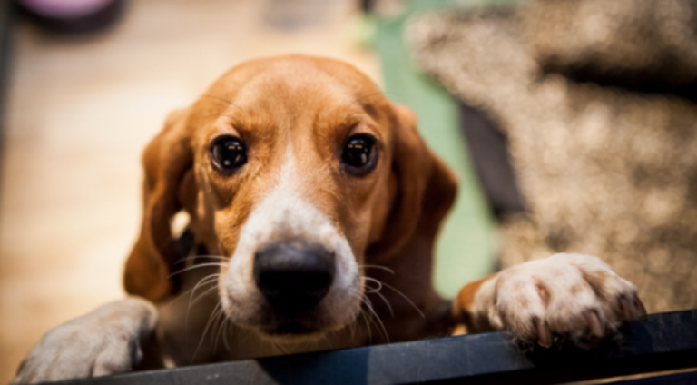 Feira de Adoção Pet: CasaPark acolhe feira para adoção de bichinhos em situação de abandono