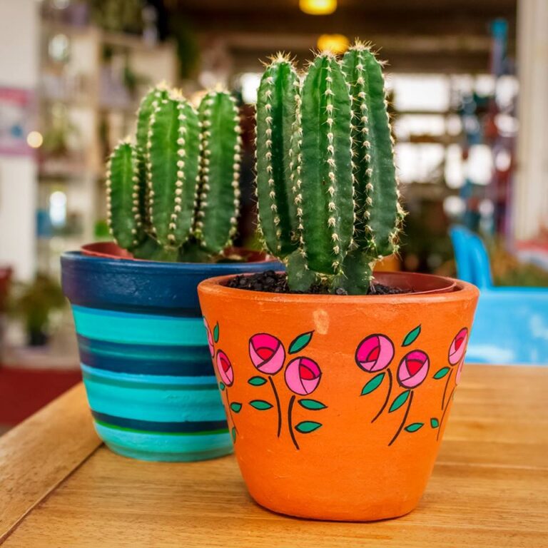 Feira de quintal: evento em Brasília reúne produtores de plantas, foodtrucks e música