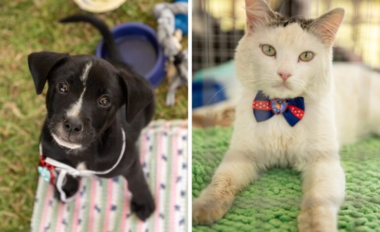 Mercadinho do Brasília reúne feira orgânica, adoção de pets, oficinas, música e muito mais