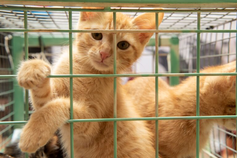 Shopping de Brasília promove feira de adoção de pets