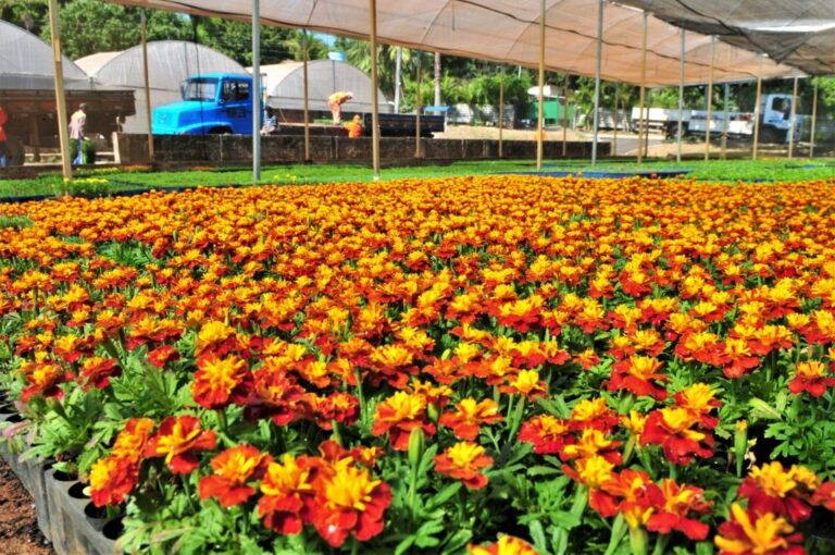 FestFlor: evento gratuito em Brasília reúne estandes, oficinas de jardinagem e paisagismo