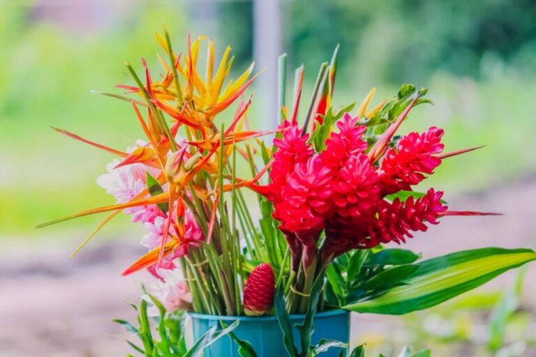 Floriculturas e viveiros em Brasília: 10 opções para quem ama flores e jardins