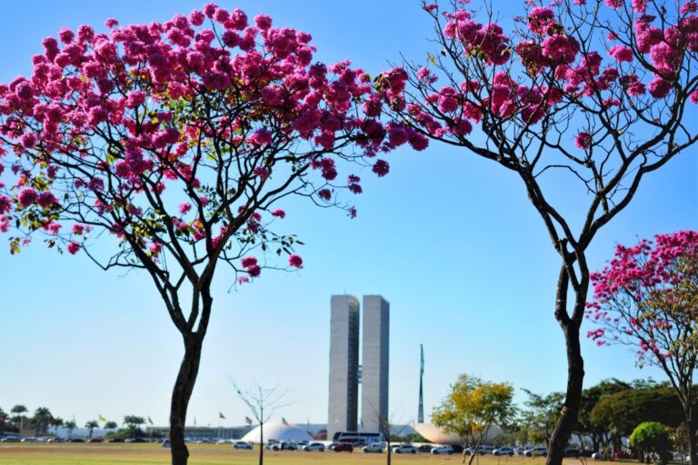 Ipês-roxos tomam conta das ruas em Brasília