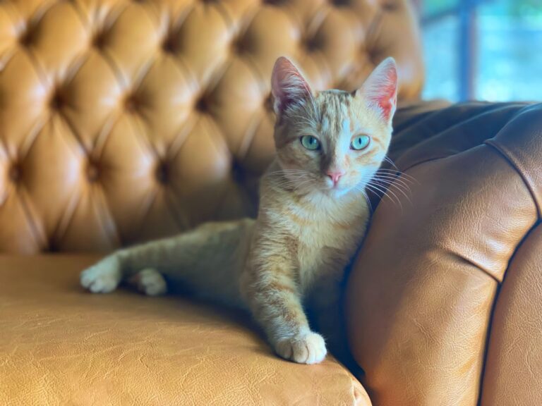 Brasília recebe feira de adoção de cães e gatos