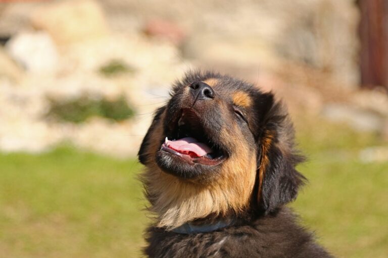 Brasília recebe feira de adoção de filhotes de cães e gatos neste fim de semana