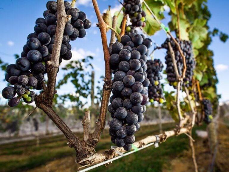 Destino a menos de uma horinha de Brasília é perfeito para amantes de vinhos