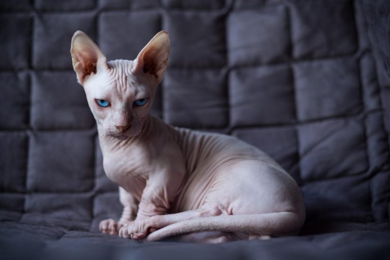 Raças de gatos que talvez você não conheça