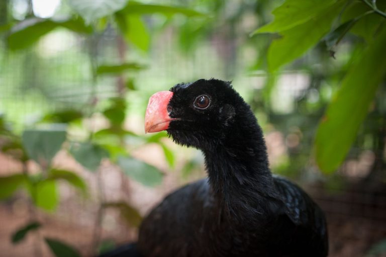 Conheça as aves raras que chegaram no Zoológico de Brasília