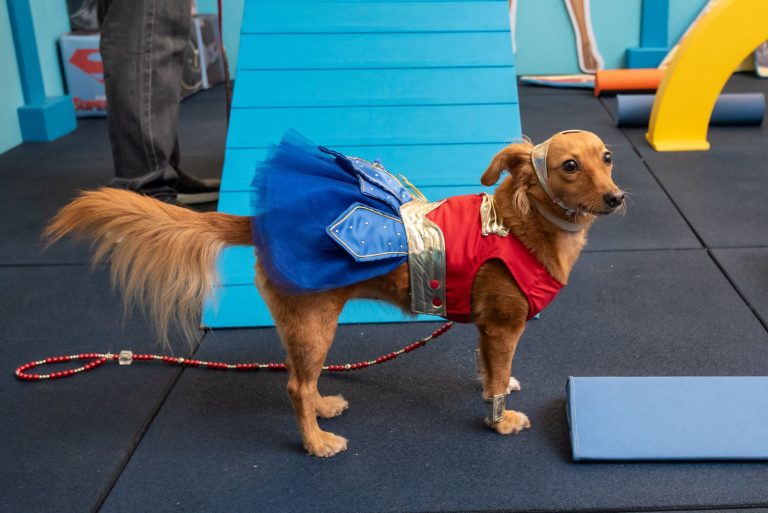 DF ganha parque inédito para pets
