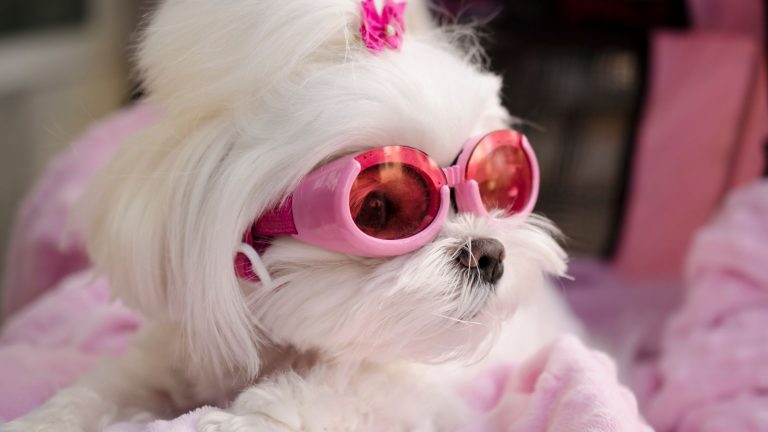 Evento pet gratuito reúne desfile, brinquedos e feira de adoção no DF