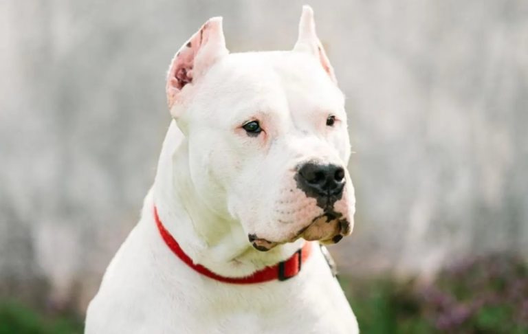 Estas raças de cachorros são proibidas no Brasil