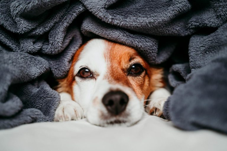 Que frio! Confira cuidados com os pets no inverno