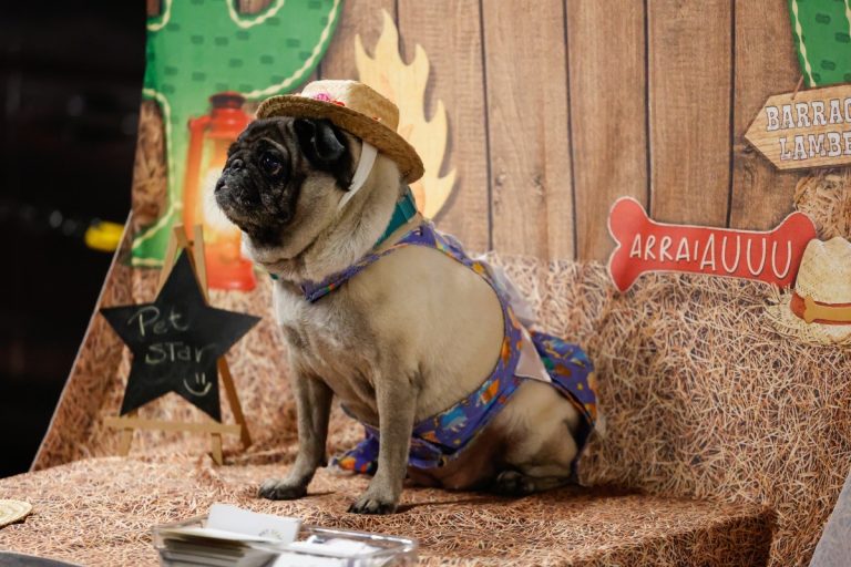 Festa junina em Brasília: evento reúne programação gratuita para os pets e toda a família