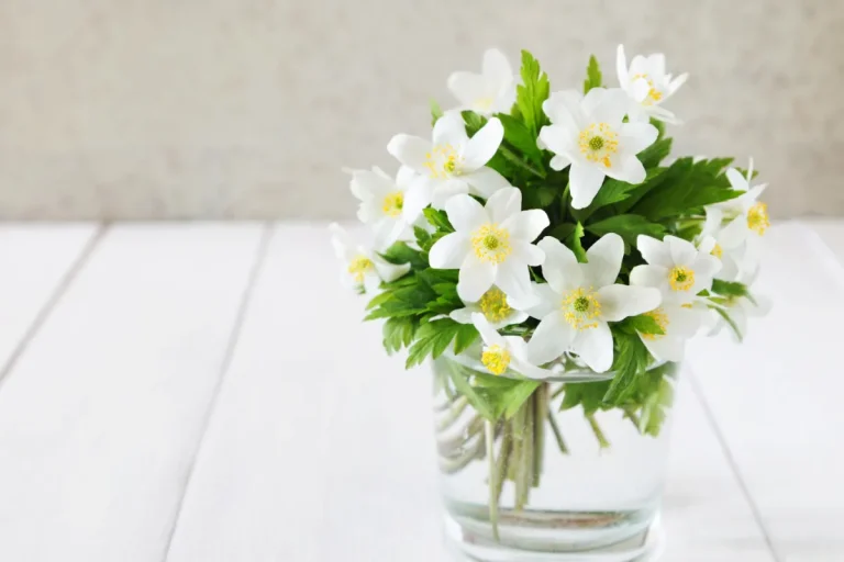 Conheça plantas e flores perfumadas para deixar a casa cheirosa