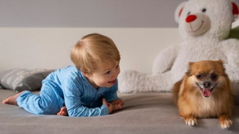 Tem bebê chegando em casa? Confira cuidados indispensáveis para a adaptação do seu pet