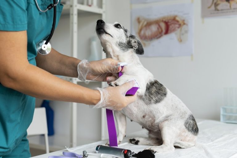 Proteja seu pet! Saiba como evitar pulgas e carrapatos