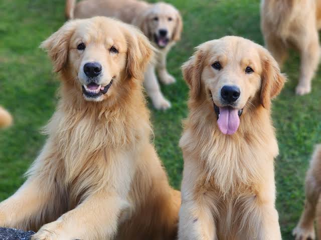 Melhores raças de cachorro para conviver com crianças