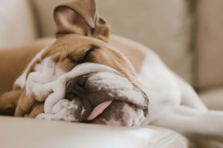 Conheça as 7 raças de cachorro mais preguiçosas