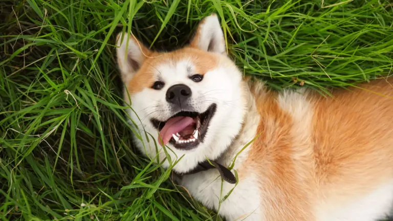 Conheça raças de cães que latem pouco