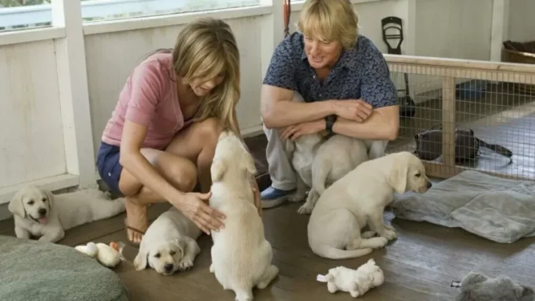 8 melhores filmes para quem ama cachorro