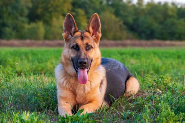 Qual o melhor cão de guarda? 10 raças ideais para proteger sua casa e família