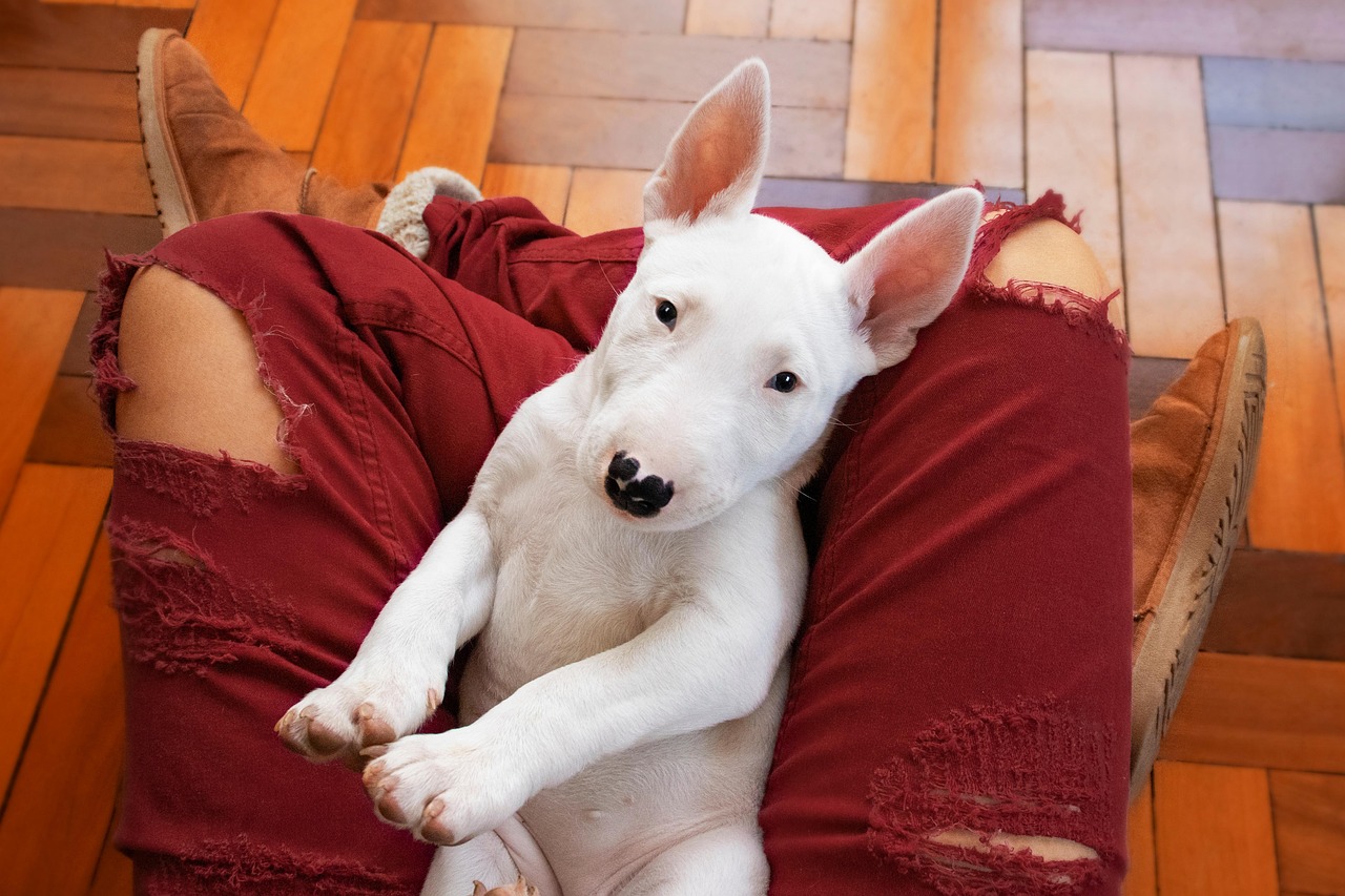 raças de cachorros que não sabem nadar