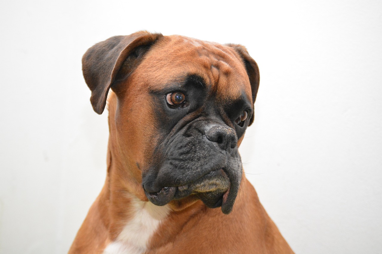 raças de cachorros que não sabem nadar