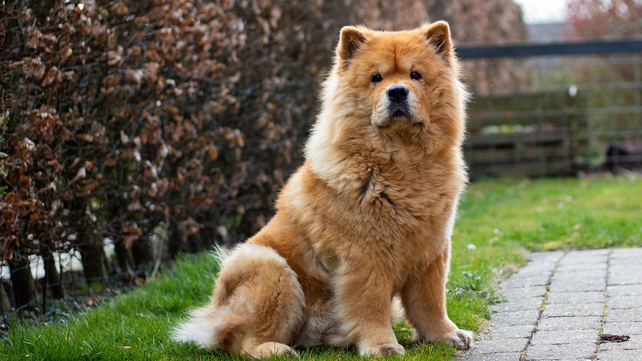raças de cachorros que não sabem nadar