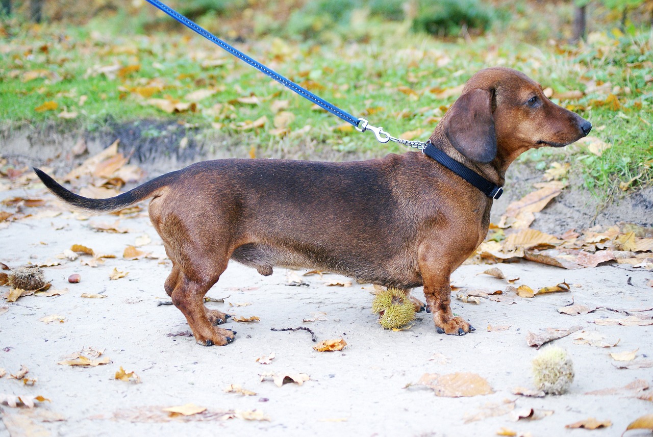 raças de cachorros que não sabem nadar
