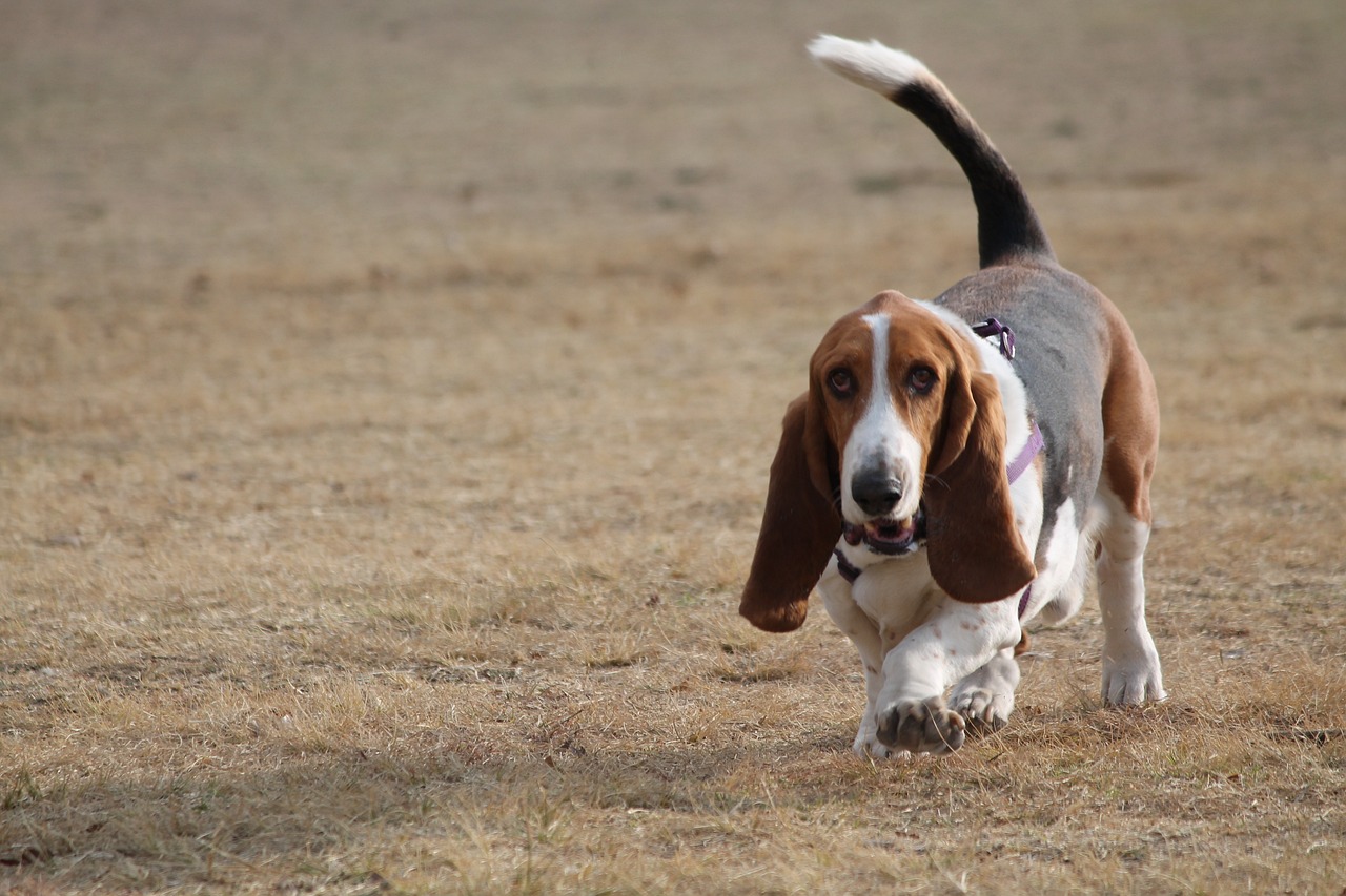 raças de cachorros que não sabem nadar