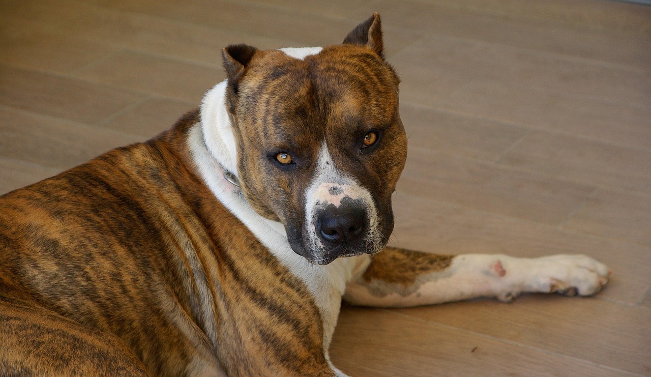 raças de cachorros que não sabem nadar