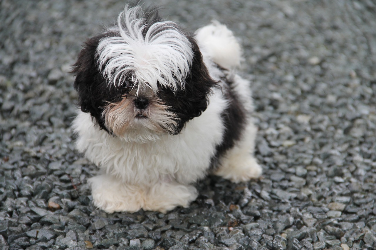 raças de cachorros que não sabem nadar