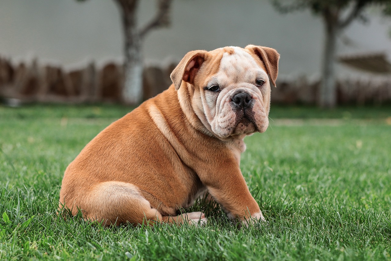 raças de cachorros que não sabem nadar