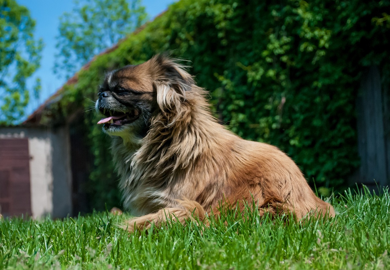 raças de cachorros que não sabem nadar