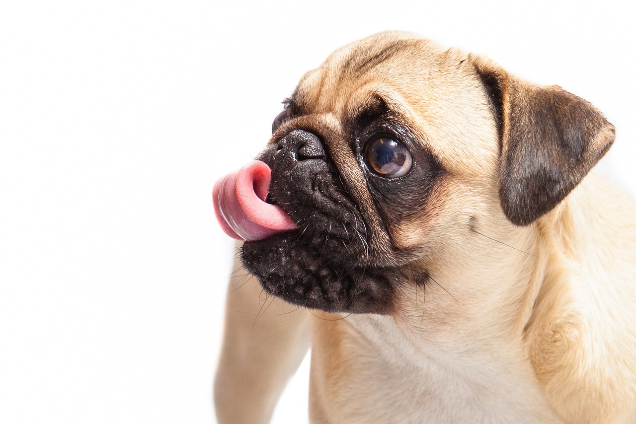 raças de cachorros que não sabem nadar
