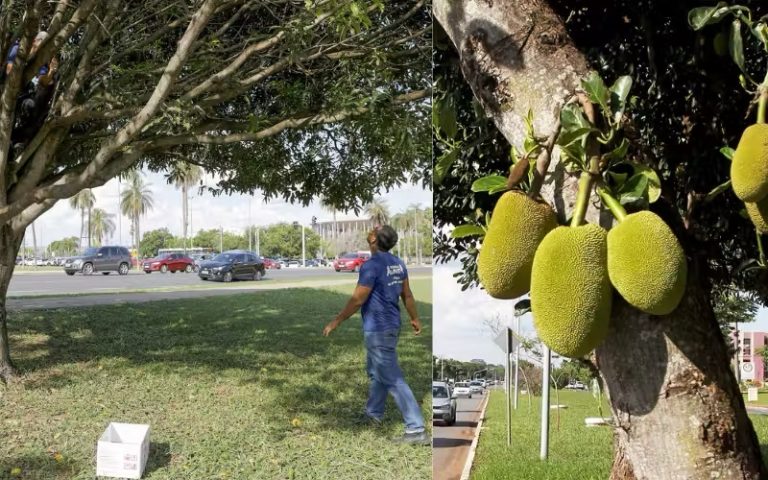 Saiba onde encontrar árvores frutíferas em Brasília