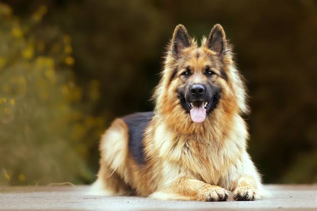 Conheça raças de cachorro que passaram por modificações genéticas