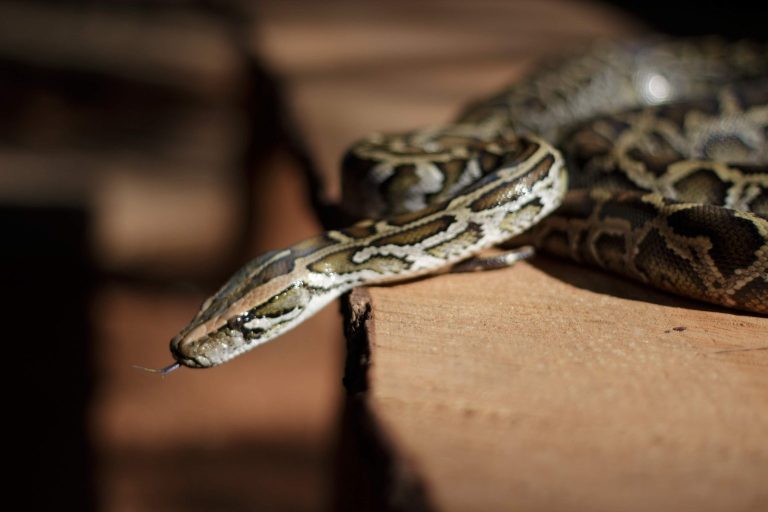 Visitas noturnas ao Zoológico de Brasília estão de volta; veja como participar