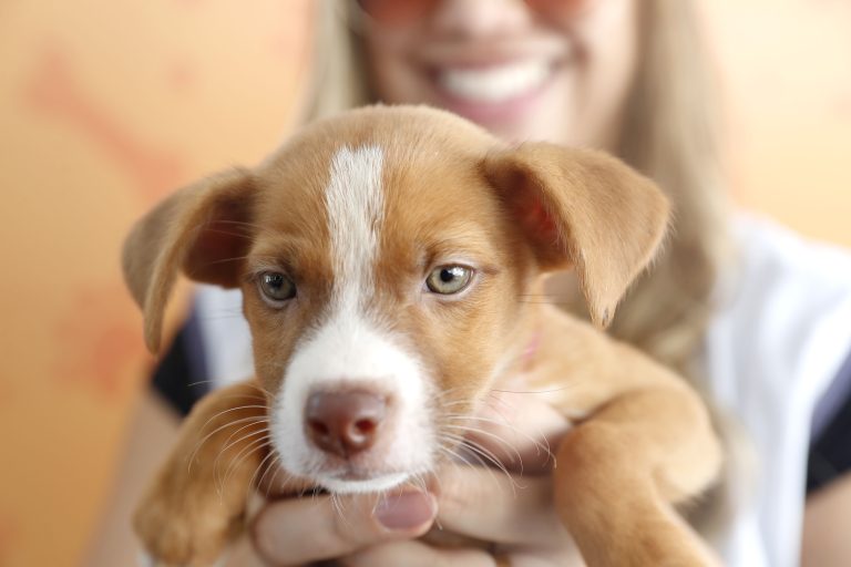 Brasília recebe megaevento pet com entrada gratuita