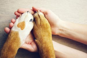 'Defensoria na Proteção dos Animais' no DF
