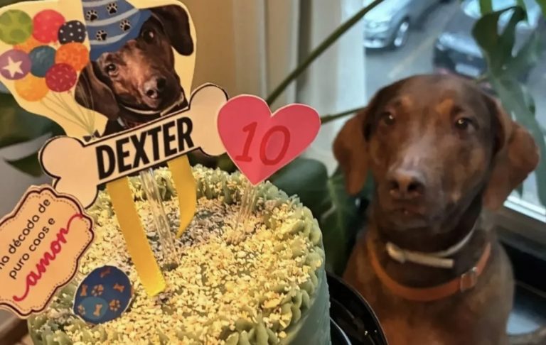 Conheça o “restaurante” pet de Brasília que aposta em comida natural