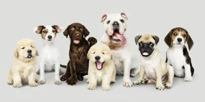 cachorros