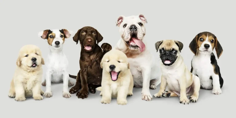 Pesquisa aponta os 10 nomes de cachorros que estão em alta no Brasil em 2025