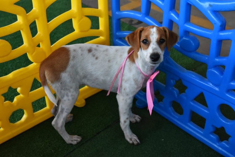 DF terá feira de adoção de pets neste fim de semana